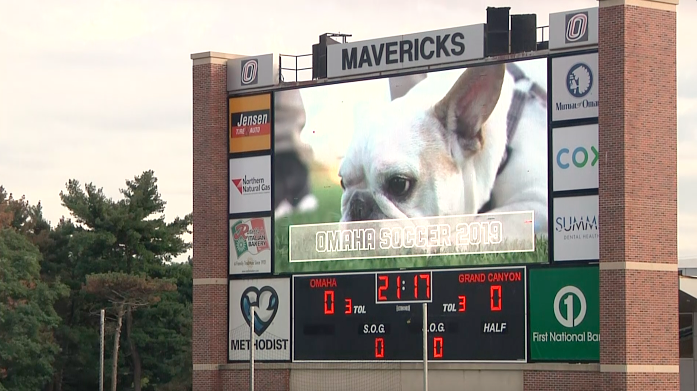 Dog on jumbotron
